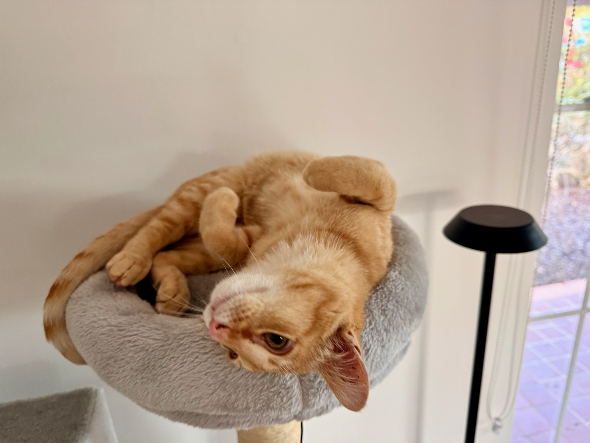 Storm curled up at the top of his cat tree