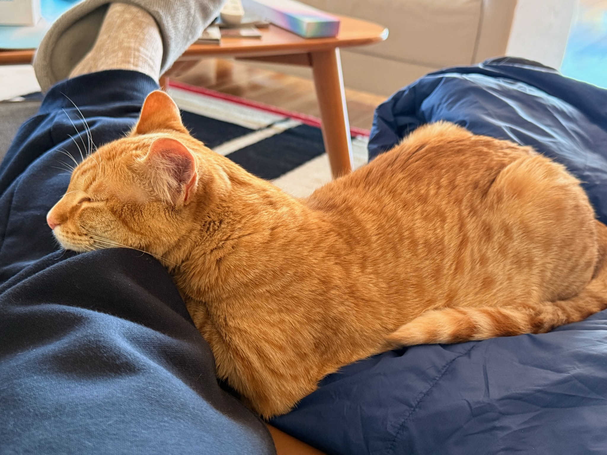 Close portrait of Storm resting