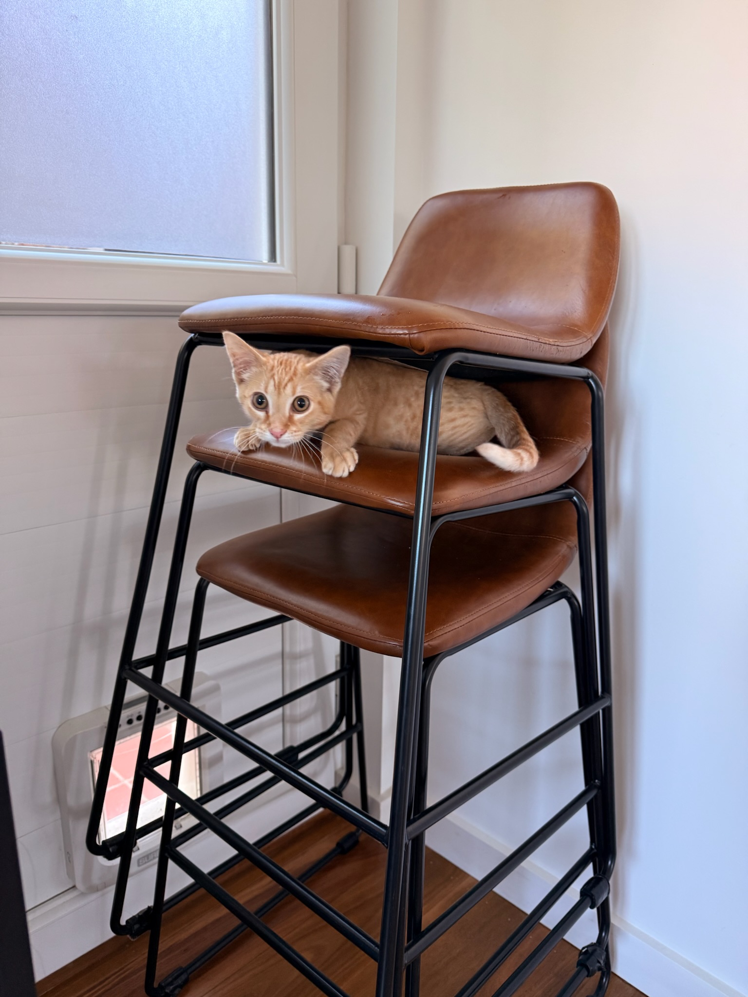 Storm sitting on a high chair