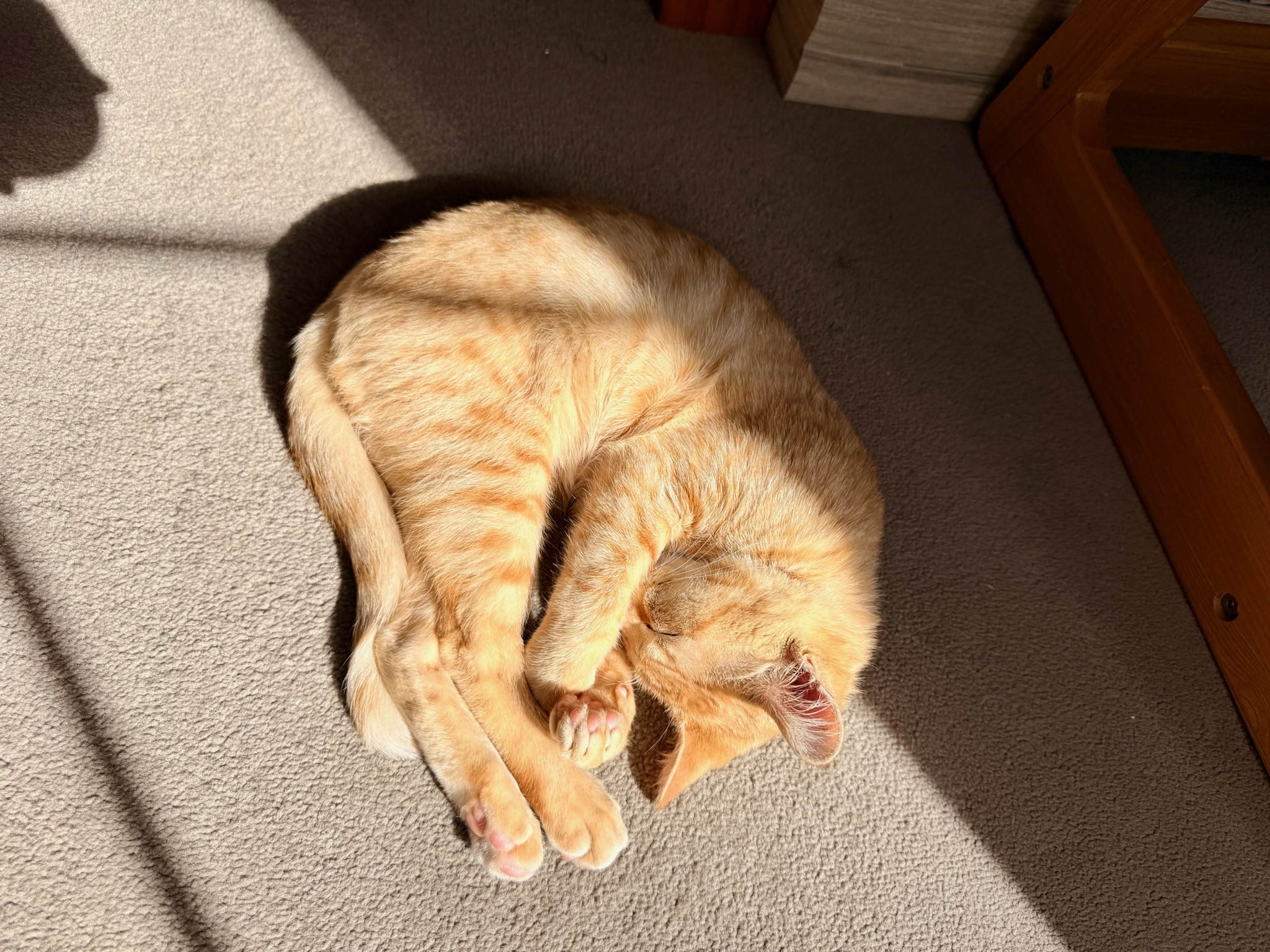 Storm napping in a patch of sunlight