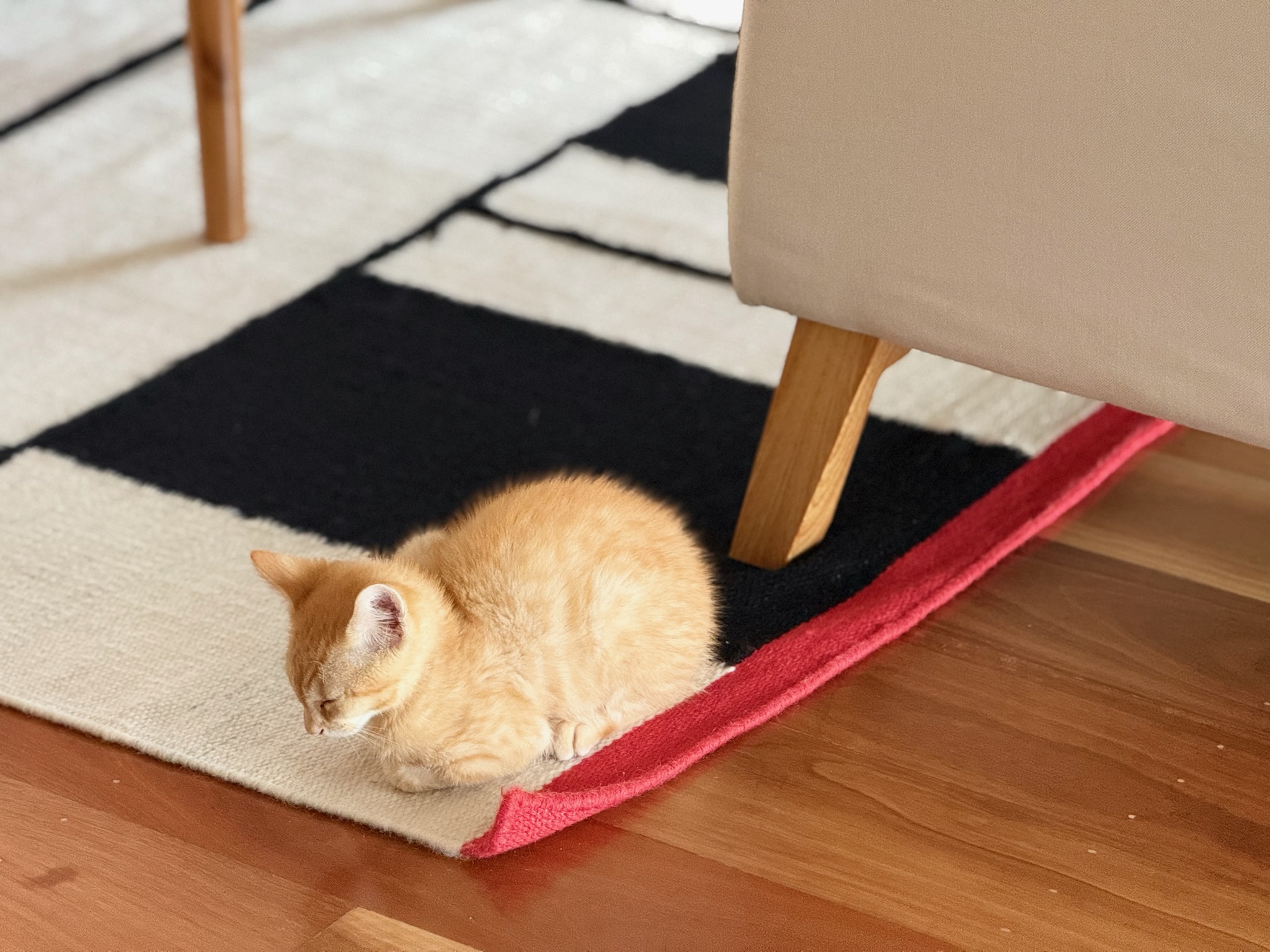Storm resting beneath a chair